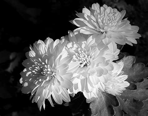 Chrysanthemums In Black And White Free Stock Photo Public Domain Pictures