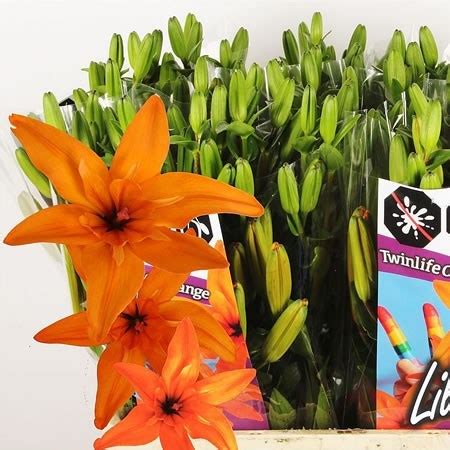 Lily LA Twinlife Orange 80cm Wholesale Dutch Flowers Florist