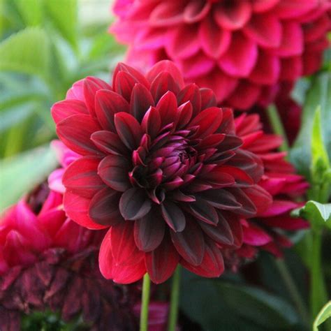 Dahlia Arabian Night Dekoratív Dália Florapont