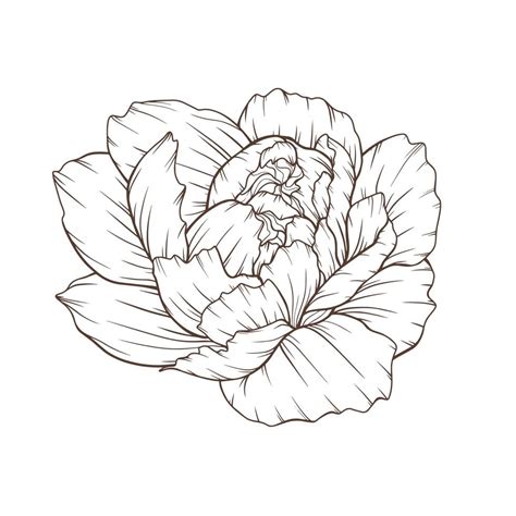 Peony Outline Isolated Line Art Peonies Floral Line Art Botanical