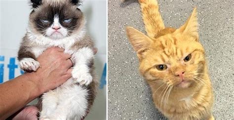 Miserable Moggy Is Dubbed Grumpy Cat 20 As Sad Face