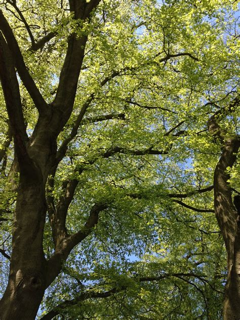 American Beech Tree Facts Kanisha Fain