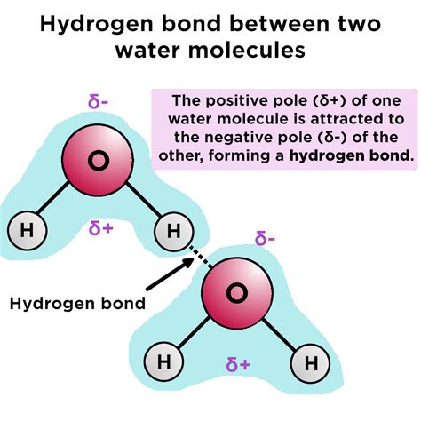 Hydrogen Bonding Diagram