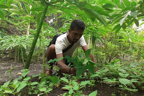 Harga bisa nego per kg nya, terima beres sampai pabrik di porong, jawa timur. Porang Di Jambi / Bibit Porang Jambi Stories Wattpad ...