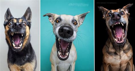 Elke Vogelsangs Wonderfully Expressive Doggy Portraits