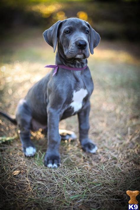 Great dane's should have extensive training while a puppy to teach them to not. mesaeynq - great dane puppies for sale in central florida
