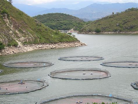 Evaluando El Diformato De Potasio En Alimento De Tilapia Global My