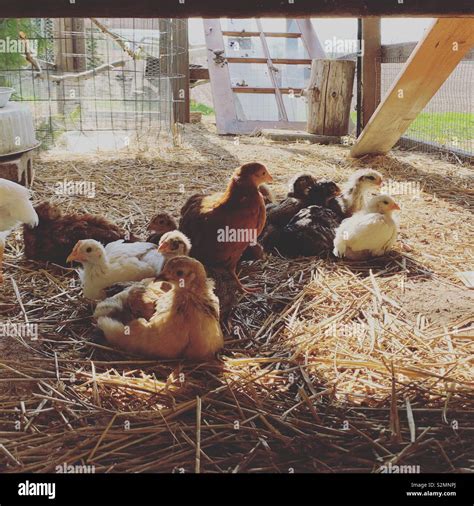 Baby Chickens In A Chicken Coop Stock Photo Alamy