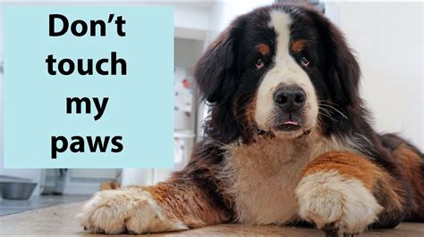 Cute Bernese Mountain Dog With The Biggest Paws Does Not Like Having