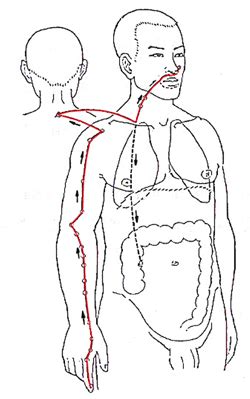 The large intestinal disease (dà cháng bìng) is attributable to. Large Intestine Meridian - 'Minister of Transportation'