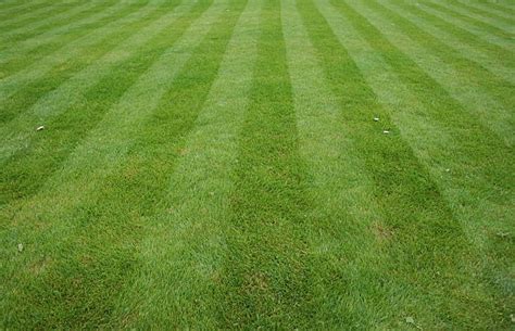 Fresh Cut Grass Stock Photos Pictures And Royalty Free Images Istock