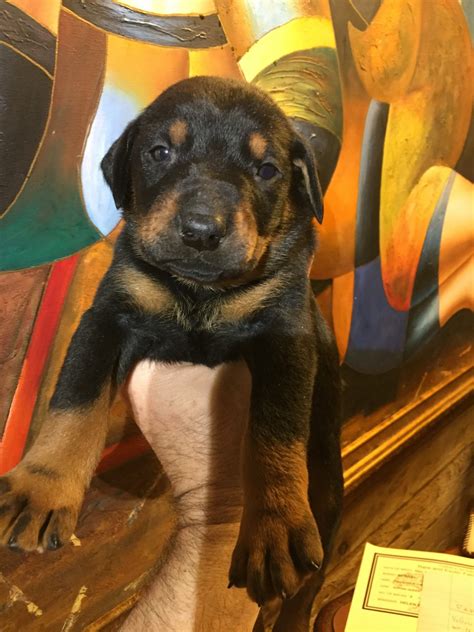 The doberman pinscher is one of the smartest breeds in the world, so any motivated owner, even a novice one, should be able to effectively train this dog breed. Doberman Pinscher Puppies For Sale | Oil City, PA #326307