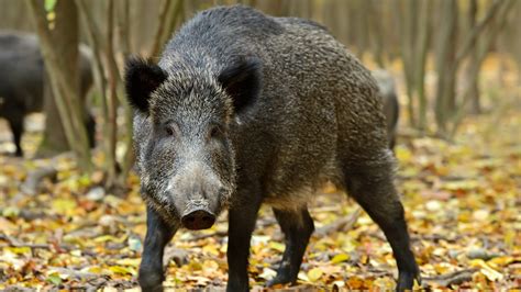 Feral Hog Poison Field Tests Coming To Alabama In 2018