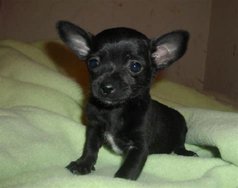 Black Chihuahua Names 65 Best Names For Black Chihuahuas Petpress
