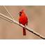 Cardinal Bird Facts