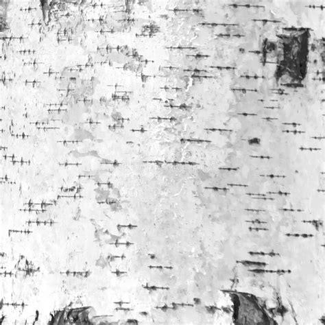 The Texture Of The Tree Bark Birch Tree Black White Stock Image Image