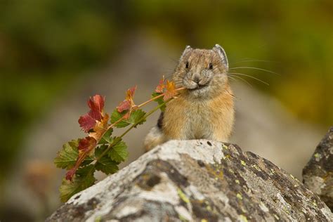 Pika And Others To Receive No Endangered Species Act Protection