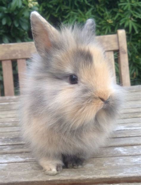Check spelling or type a new query. Lionhead Rabbits For Sale * * Images - Frompo