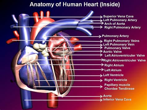 In textbooks and lectures these details about muscles are described using specialized vocabulary that is hard to understand. Subhaditya InfoWorld: Human Heart : Unique Pumping Muscle ...