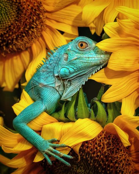 50 Of The Worlds Most Gorgeous Photos Of Animals By Jack Shepherd