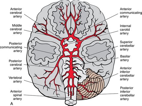 Cranial Nerves And Arteries