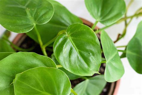 Philodendron Plant Care And Growing Guide