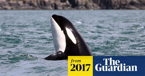 Orca Pod Filmed Hunting Whale Calf In Unprecedented California