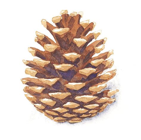 How To Paint Watercolor Pine Cones The Easy Way Pine Cone Drawing