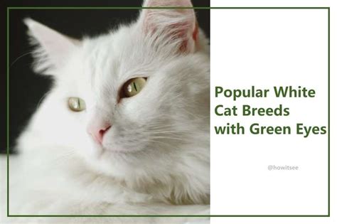How Common Are White Cats With Green Eyes The Answer Will Surprise You