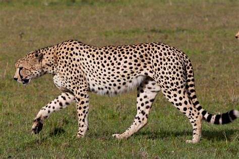 Cheetah Side View Stock Photo Download Image Now Istock