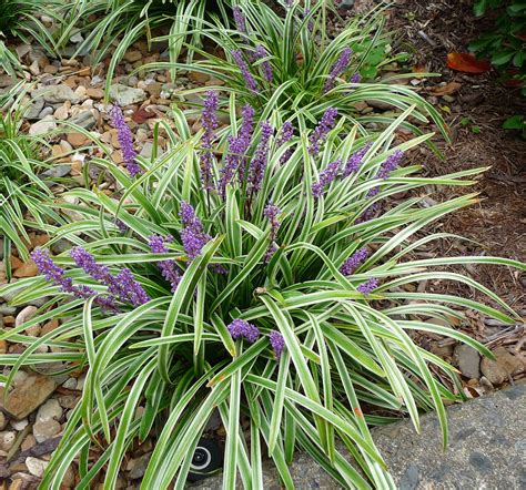 Liriope Muscari For Landscaping Beautiful Landscaping Plants