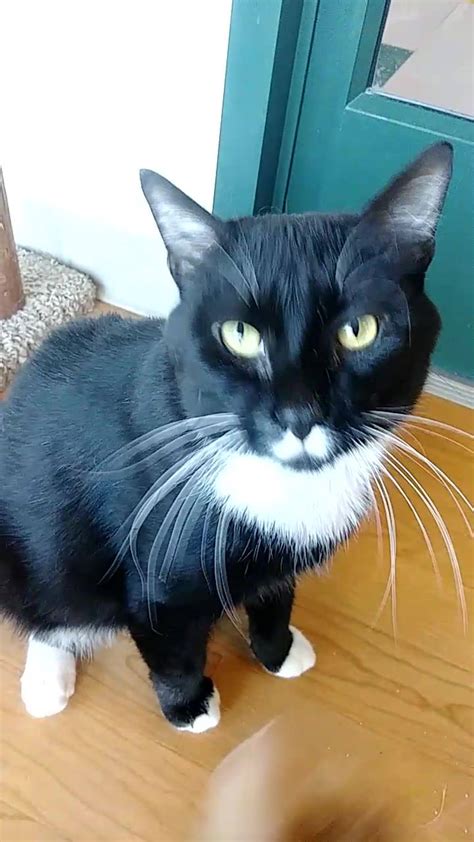 Bonita farm is a full service thoroughbred farm located in darlington, maryland offering horse training and breeding. Pet Supplies Plus Kitty City Cat Adoption Bloomfield Hills ...