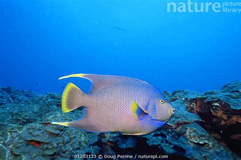 Stock Photo Of Natural Hybrid Cross Between Blue Angelfish Holacanthus