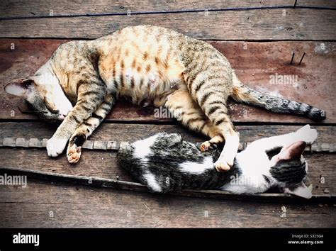 A Pregnant Female Cat And A Kitty Sleeping On A Wooden Floor Stock
