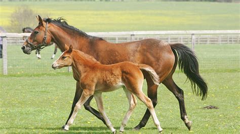 Artificial Insemination In Horses 6 Key Things For Breeders To Consider