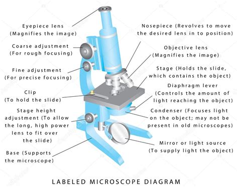 Light Microscope Diagram Not Labeled Micropedia