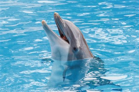 Dolphin Facts Habitat Behavior Diet