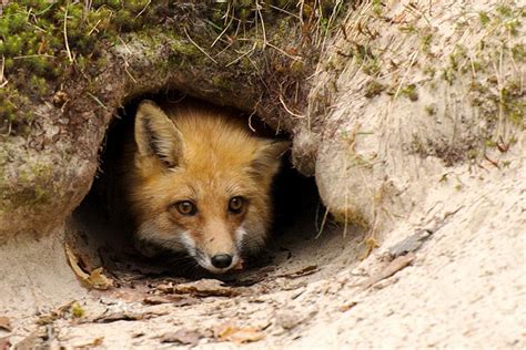 What Does A Fox Den Look Like Exploring A Hidden Habitat