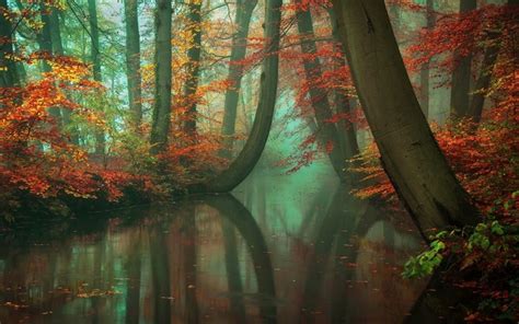 1920x1200 Nature Landscape Mist Forest Fall River Reflection Red