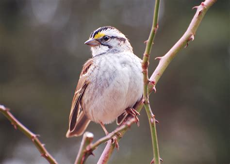 All About Birds White Throated Sparrow