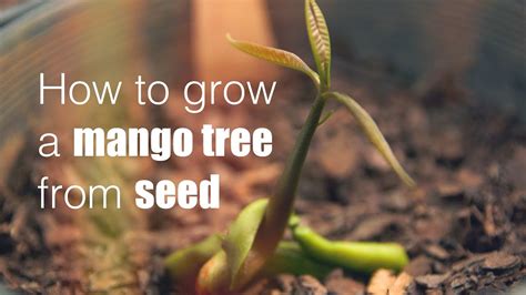 How To Plant A Mango Seed With Pictures How To Plant