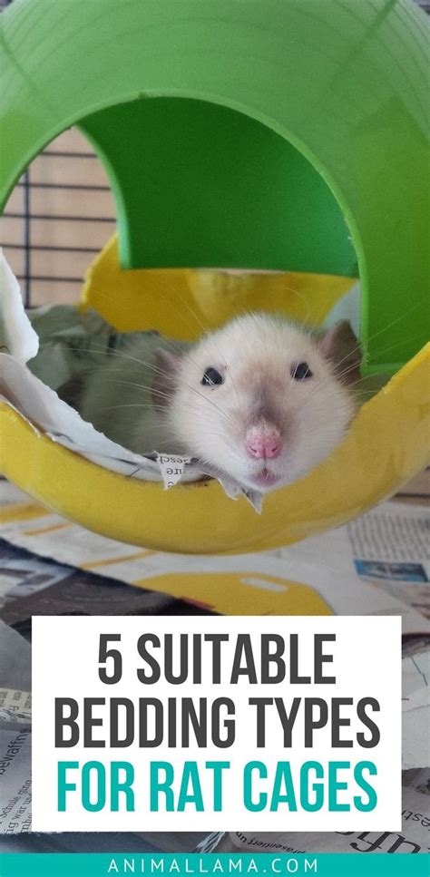 5 Best Rat Bedding Types For Cages To Keep Our Rodents Comfy Pet Rats
