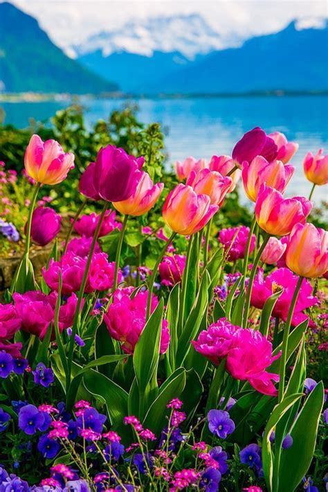 Pink And Purple Tulips Of Switzerland Spring Time Flowers With The