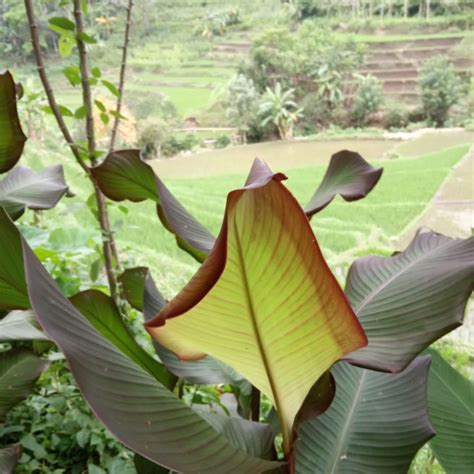 Daun Umbi Ganyong Merah Atau Ganyol 1kg Lazada Indonesia