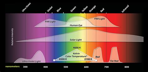 Metal halide lights are used in stimulating. The Emerson Effect