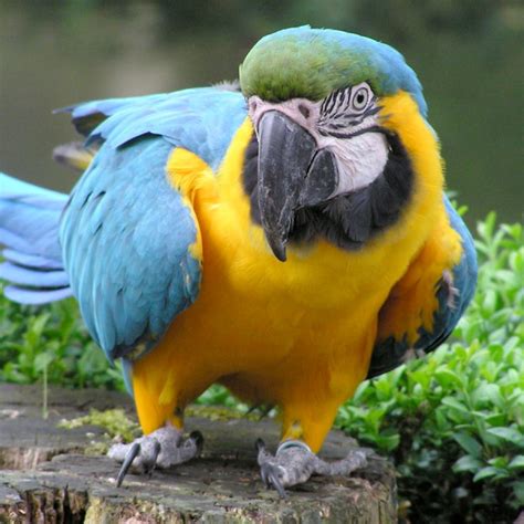 Blue and gold macaw, blue and yellow macaw. Blue and Gold Macaw for sale in Melbourne Australia ...