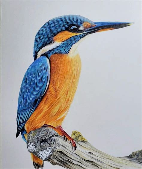 Pin De Ruth Josephson Em Art Birds Kingfishers