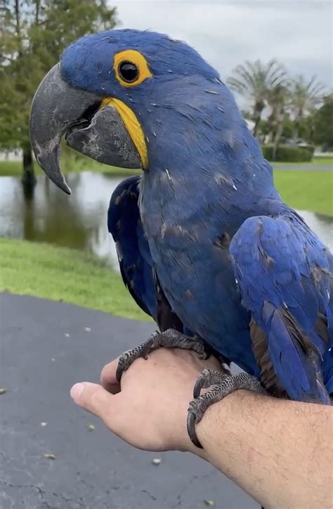 Hyacinth Macaw For Sale Lone Palm Birds