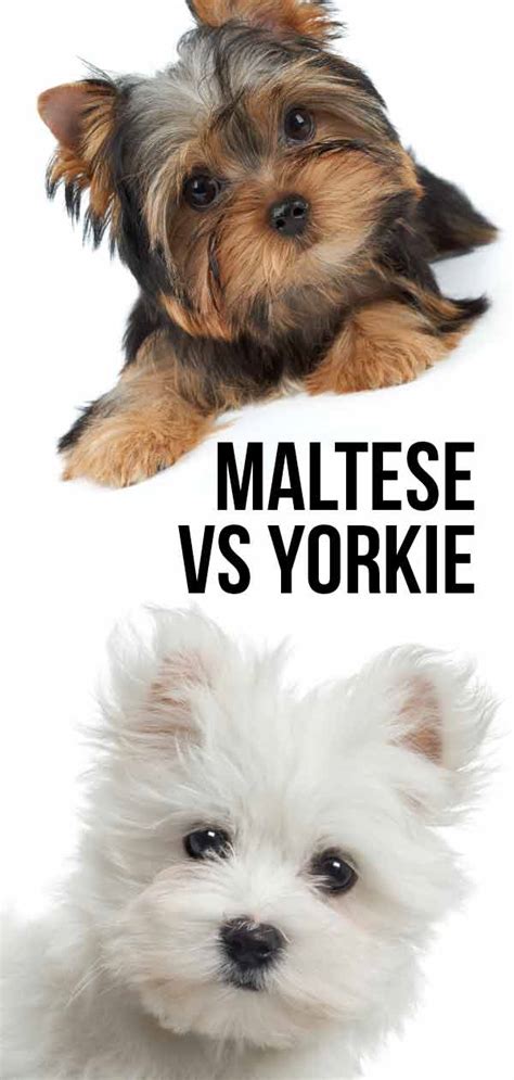 45 Maltese And Yorkie Puppies L2sanpiero