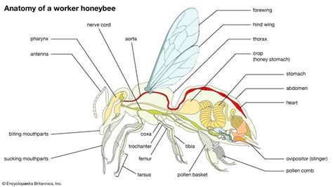 Honeybee Students Britannica Kids Homework Help